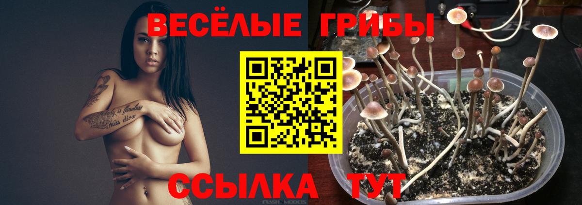 Симферополь  Галлюциногенные грибы прущие грибы  Вход с VPN 